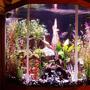 44 gallons freshwater fish tank (mostly fish and non-living decorations) - 44 Gallon corner pentagon tank.