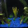 freshwater fish - paracheirodon innesi - neon tetra jumbo stocking in 28 gallons tank - Front view with new plastic plants added