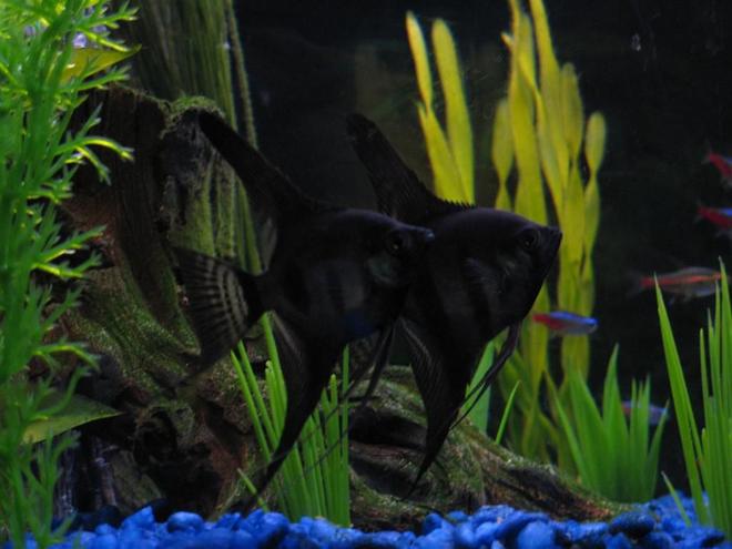 freshwater fish - pterophyllum sp. - black angel stocking in 28 gallons tank - My black beauties (Angelfish).  I'm estimating that they are about 6 months old..