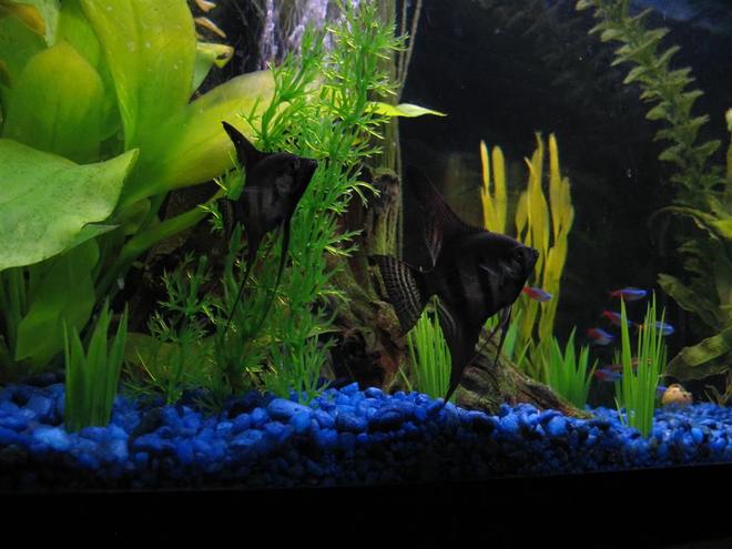 freshwater fish - pterophyllum sp. - black angel stocking in 28 gallons tank - another pic of my angelfish with school of tetras in the background
