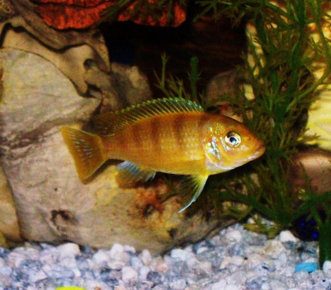 freshwater fish - metriaclima lombardoi - kenyi cichlid stocking in 55 gallons tank - my barely old enough to be sporting male yellow, african kenya. (they are  blue with black stripes as babies. Males turn yellow when they get older.) Very cool fish.