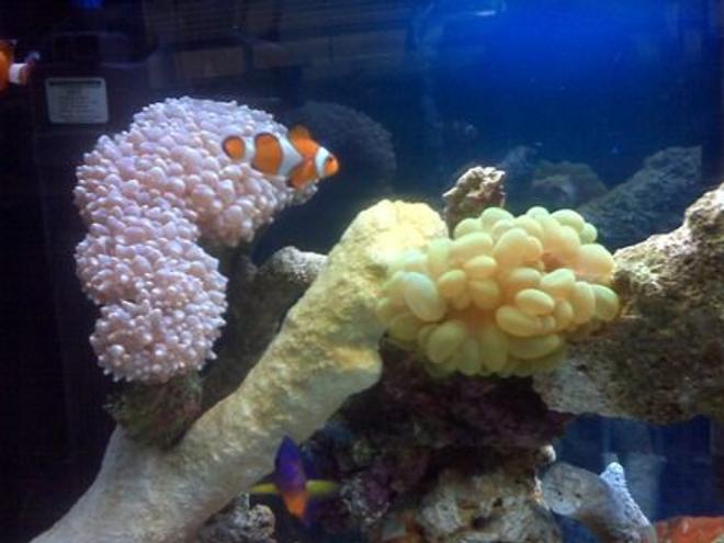 corals inverts - physogyra sp. - bubble coral stocking in 40 gallons tank - bubble coral & nemo =)