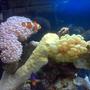 corals inverts - physogyra sp. - bubble coral stocking in 40 gallons tank - bubble coral & nemo =)