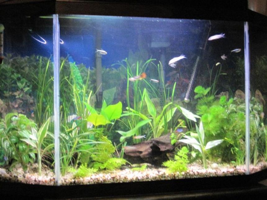 Rated #1228: 34 Gallons Freshwater Fish Tank - update all live plants