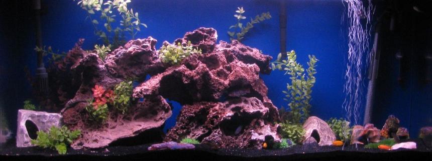 Rated #62: 55 Gallons Freshwater Fish Tank - 55 gallon african cichlid tank with two green puffers and a catfish