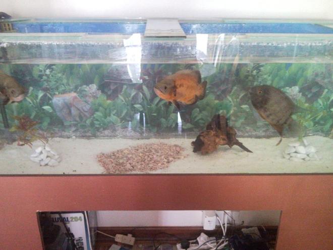 150 gallons freshwater fish tank (mostly fish and non-living decorations) - My new tank in progress. Still needs canopy and door for base.
1.5m x 0.5m x 0.5m