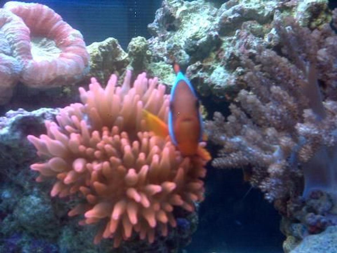 corals inverts - entacmaea quadricolor - rose bulb anemone stocking in 40 gallons tank - clown fish