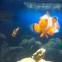 saltwater fish - amphiprion percula - true percula clownfish stocking in 40 gallons tank - nemo