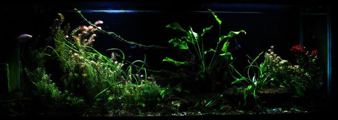 150 gallons planted tank (mostly live plants and fish) - 150 gallon freshwater planted