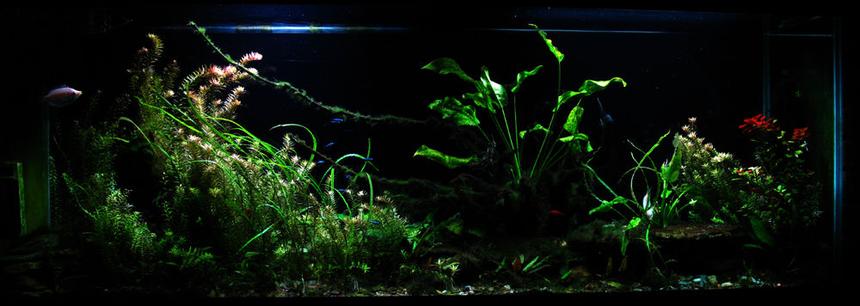 Rated #80: 150 Gallons Planted Tank - 150 gallon freshwater planted