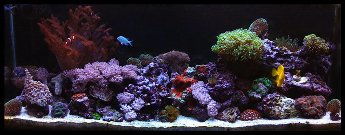 55 gallons reef tank (mostly live coral and fish) - Full Shot