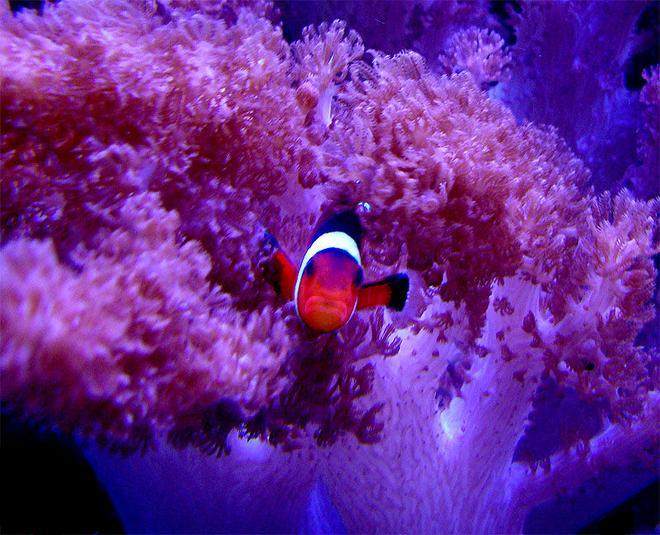 saltwater fish - amphiprion ocellaris - ocellaris clownfish stocking in 55 gallons tank - A.Ocellaris