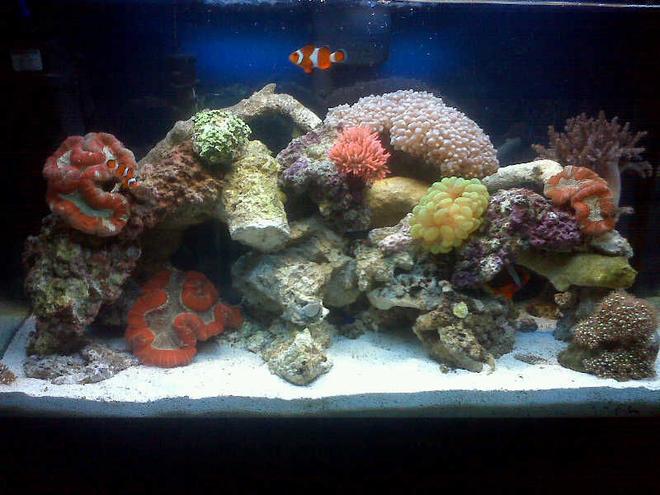 40 gallons reef tank (mostly live coral and fish) - tank! take 2!