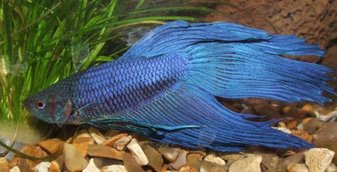 freshwater fish - betta splendens - betta - male stocking in 15 gallons tank - My Siamese fighter, Pirate