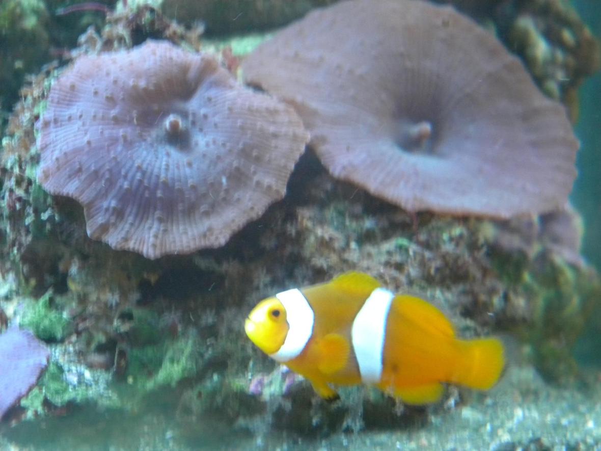 corals inverts - actinodiscus sp. - blue mushroom stocking in 3 gallons tank - mushroom coral and clownfish