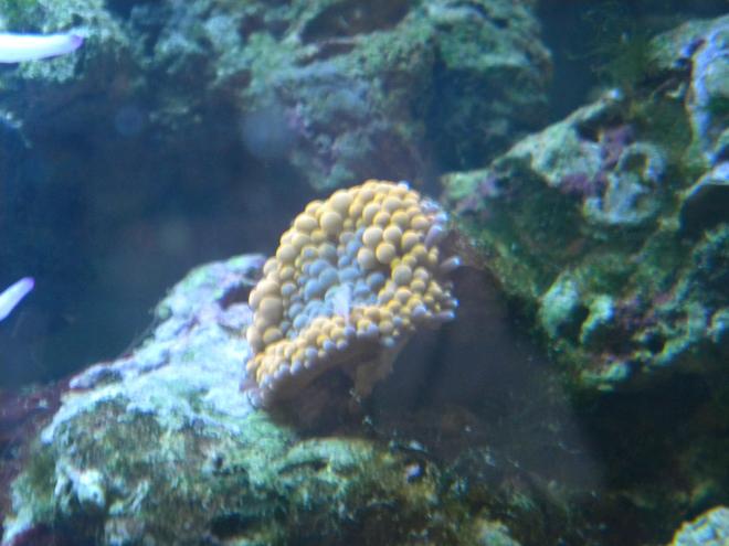 corals inverts - ricordea florida - ricordea mushroom, gold/orange stocking in 3 gallons tank - ricordea