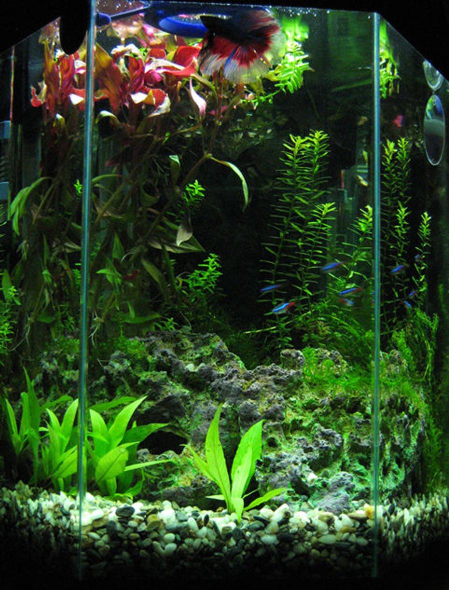 Rated #39: 5 Gallons Planted Tank - My tiny 5 gal AA tank after 2 months. 

It houses a few neons and Double tail betta (butterfly pattern I think)--you can see him on top of the tank in full view. I also have 2 pigmy cories waiting to join the fun, they are  in a small quarantine tank for now.