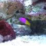 saltwater fish - pictichromis paccagnellae - bicolor dottyback stocking in 28 gallons tank - Royal Dottyback