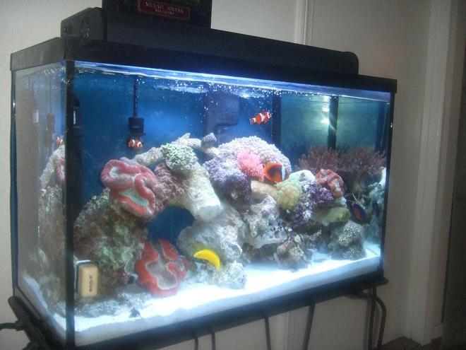 40 gallons reef tank (mostly live coral and fish) - other side view