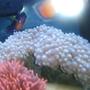corals inverts - entacmaea quadricolor - rose bulb anemone stocking in 40 gallons tank - BUBBLE CORAL