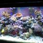 75 gallons reef tank (mostly live coral and fish)