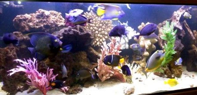 210 gallons saltwater fish tank (mostly fish, little/no live coral) - 2.5 year old 210 Saltwater Fish Only Tank with 4 different large Angels, 7 Triggers, 12 Tangs, Eels, Puffers and more!