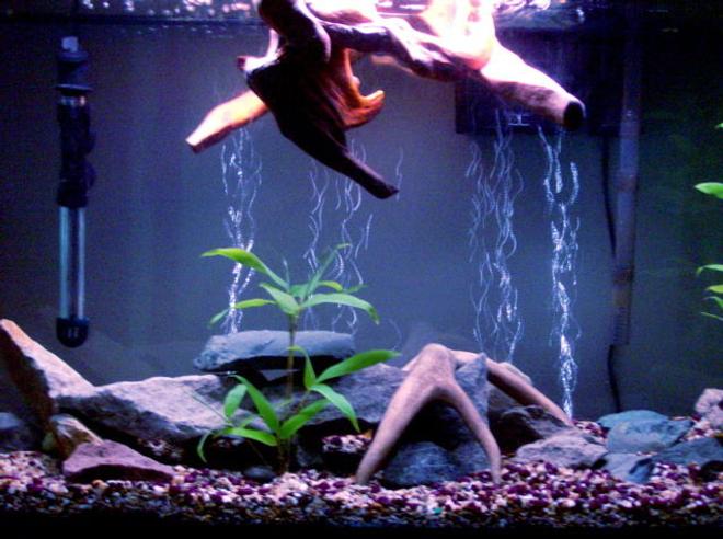 45 gallons planted tank (mostly live plants and fish) - 45 Gallon Tank - Flat River Rock/ Slabs - Bamboo Plants, Floating Wood Top Piece - Asiatic Knifefish, Needle Nose Gar, Angelfish, Kribensis Cichlids