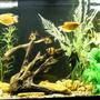 55 gallons freshwater fish tank (mostly fish and non-living decorations) - Full Tank View