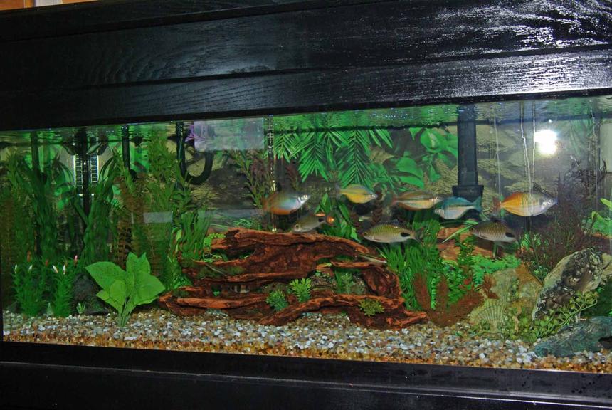 Rated #997: 55 Gallons Freshwater Fish Tank - 75 gallon freshwater with rainbows and barbs.