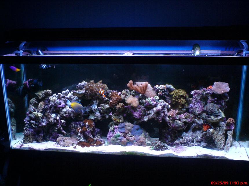 Rated #30: 55 Gallons Reef Tank - 55 gallon reef tank