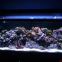 55 gallons reef tank (mostly live coral and fish) - 55 gallon reef tank