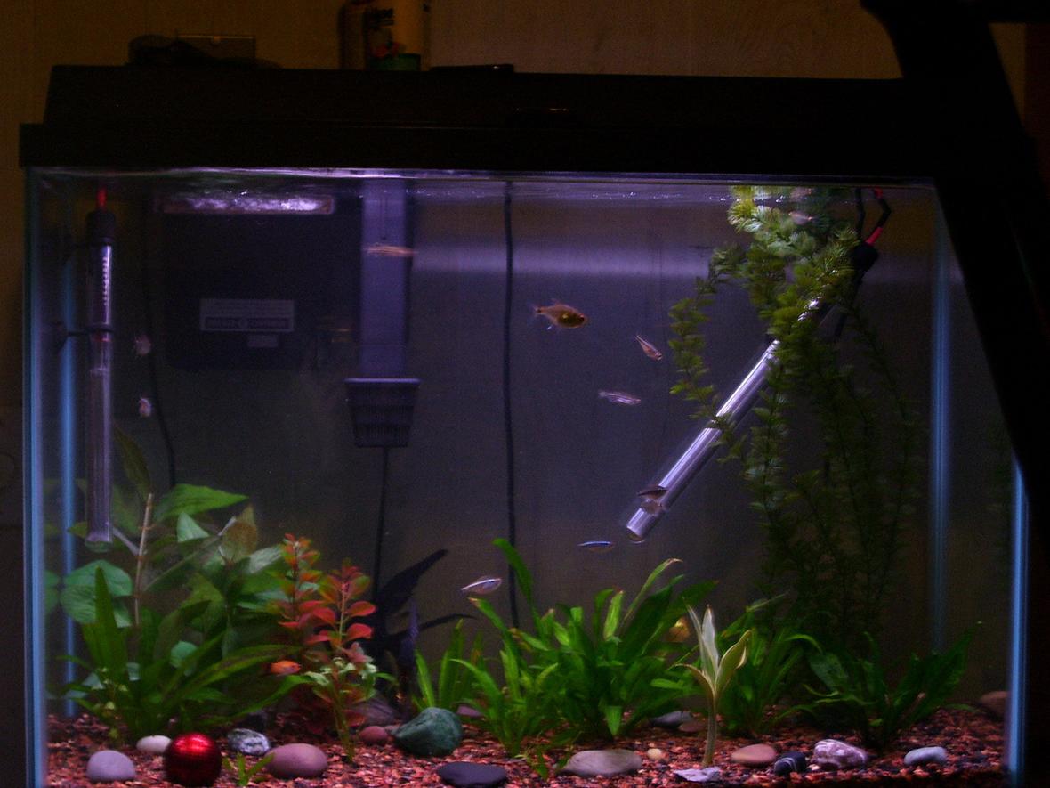 29 gallons planted tank (mostly live plants and fish) - This is my 29 Gal work in progress. We just moved 1 month ago and the tank has only been up for about 6 months. I need to cultivate the plants and work on the aquascape. Notice the red ball is from a microsoft trackball, it made a great decoration. I also have several rock from Lake Eire in the tank which are great and free.