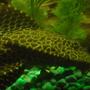 freshwater fish - glyptoperichthys gibbiceps - sailfin pleco (l-83) stocking in 55 gallons tank - Close up of my pleco Marvin