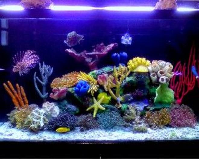 120 gallons saltwater fish tank (mostly fish, little/no live coral) - My renovaded tannk !!!!!! new stuff to make even better !!!!!