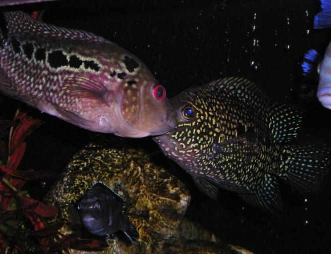 freshwater fish - cichlasoma sp. - flower horn cichlid stocking in 80 gallons tank - Flower Horn and Green Texas