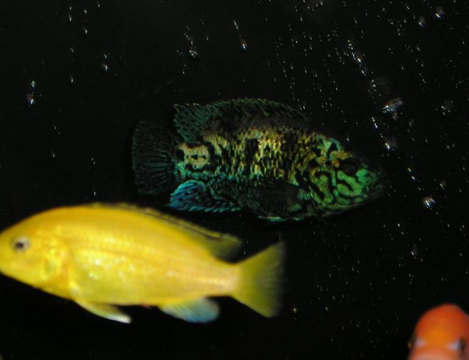 freshwater fish - labidochromis caeruleus - electric yellow cichlid stocking in 80 gallons tank - Electric Blue Jack Dempsey and Electric Yellow