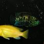 freshwater fish - labidochromis caeruleus - electric yellow cichlid stocking in 80 gallons tank - Electric Blue Jack Dempsey and Electric Yellow