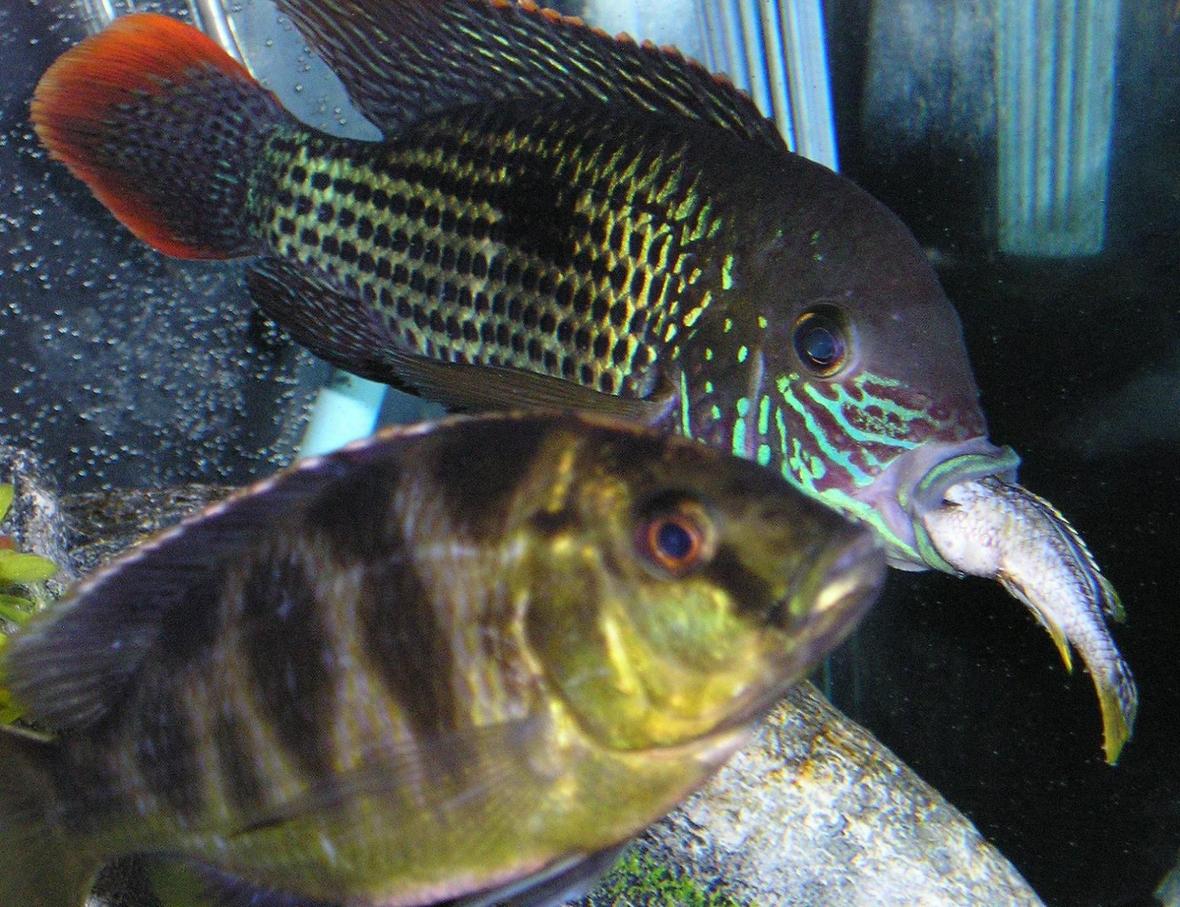 freshwater fish - aequidens rivulatus - green terror stocking in 80 gallons tank - Green Terror eating a cichlid