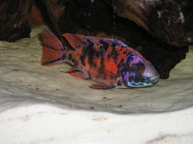 freshwater fish - aulonocara nyassae var. - peacock cichlid, orange blossom stocking in 80 gallons tank - OB Peacock