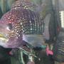 freshwater fish - nandopsis octofasciatum - jack dempsey stocking in 80 gallons tank - Jack Dempsey