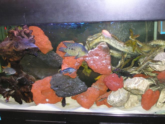 80 gallons freshwater fish tank (mostly fish and non-living decorations) - Assorted African Cichlids in 80 gallon tank