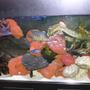 80 gallons freshwater fish tank (mostly fish and non-living decorations) - Assorted African Cichlids in 80 gallon tank