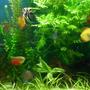 55 gallons planted tank (mostly live plants and fish) - Discus & Angels planted tank