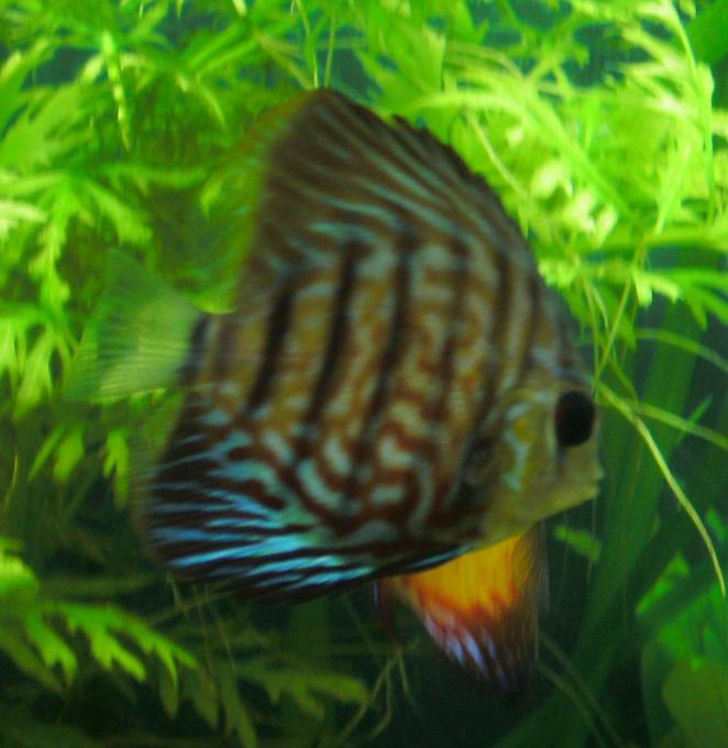 freshwater fish - aquagreen scribble discus stocking in 55 gallons tank - Discus