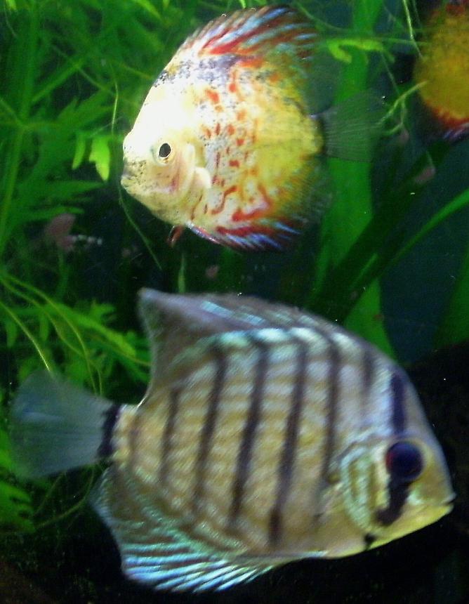 freshwater fish - symphysodon aequifasciata - green discus stocking in 55 gallons tank - And more discus
