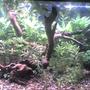 66 gallons planted tank (mostly live plants and fish) - FISH:Assorted catfish, Tiger Barbs, Platys, Neons PLANTS:Assorted Hygrophila (Polysperma, Difformis, Rosanervig), Valisneria spiralis, assorted Java Fern, assorted Anubias, Ludwigia, Anacharis, Lace Fern, Watersprite, Bacopa Caroliniana & Monnieri.