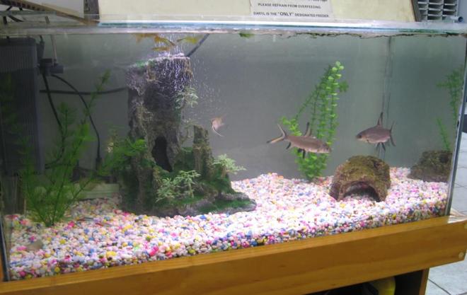 80 gallons freshwater fish tank (mostly fish and non-living decorations) - office tank