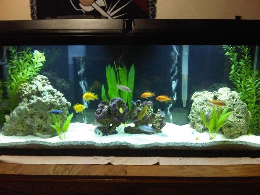 Rated #1162: 55 Gallons Freshwater Fish Tank - A work in progress