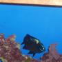 saltwater fish - neoglyphidodon oxyodon - black velvet damsel stocking in 55 gallons tank - Fish Pic