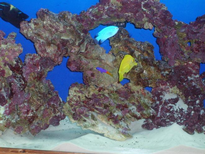 saltwater fish - zebrasoma flavescens - yellow tang - hawaii stocking in 55 gallons tank - Fish Pic